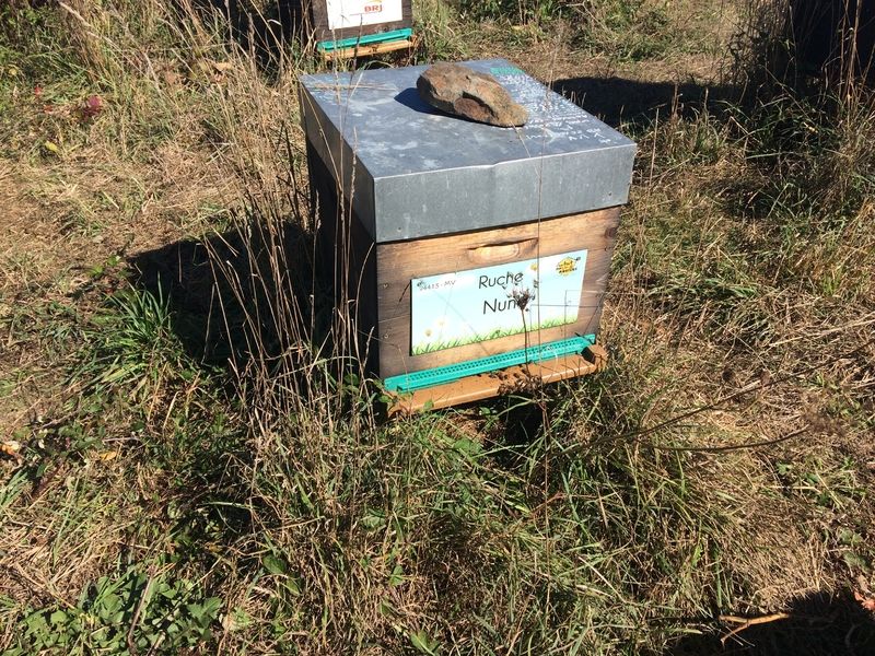 La ruche Nun
