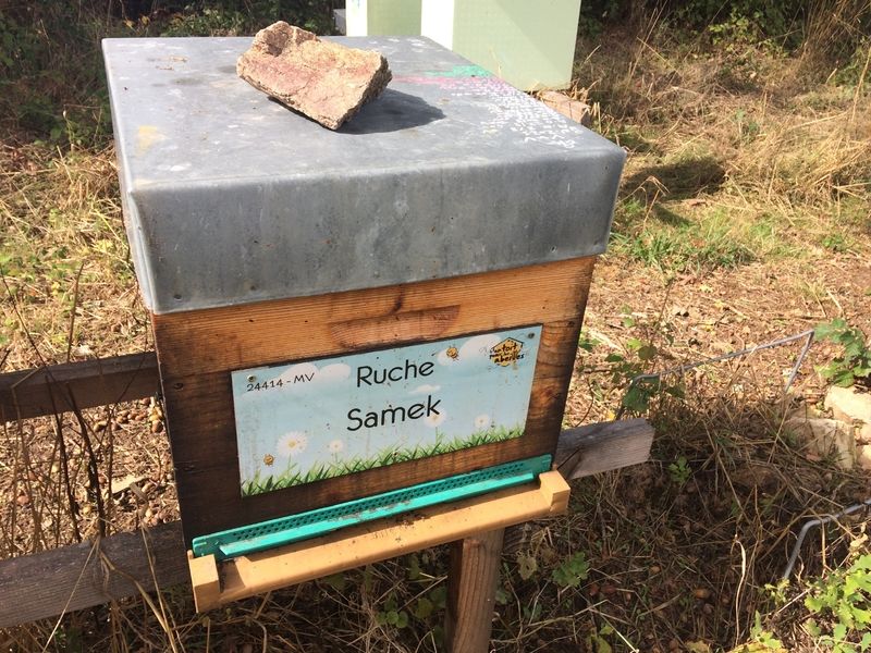 La ruche Samek