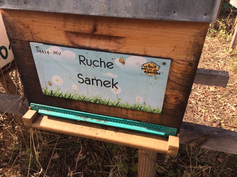 La ruche Samek