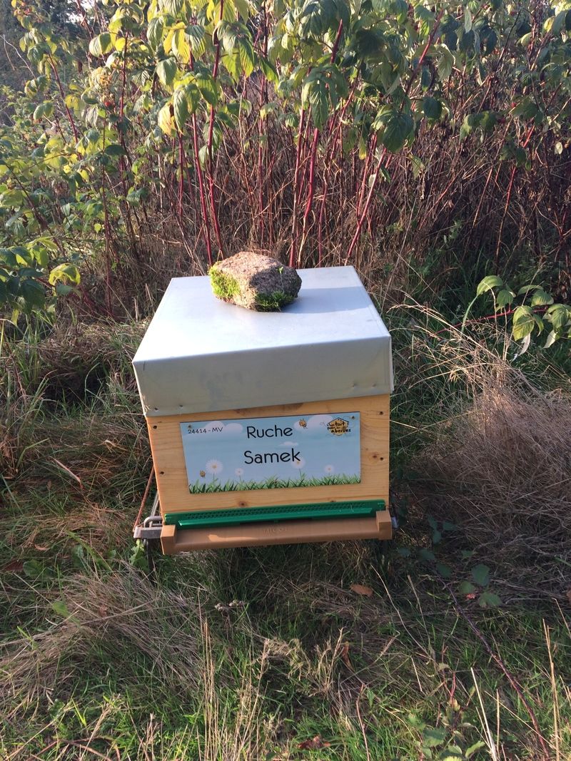 La ruche Samek