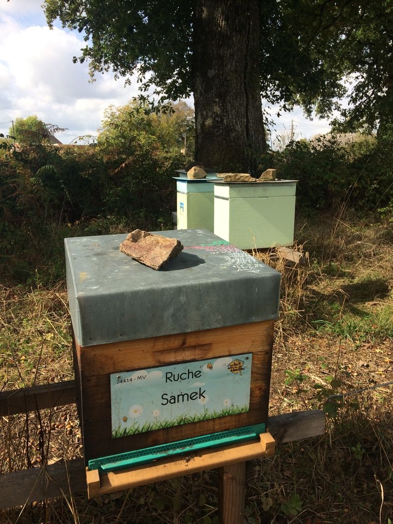 La ruche Samek