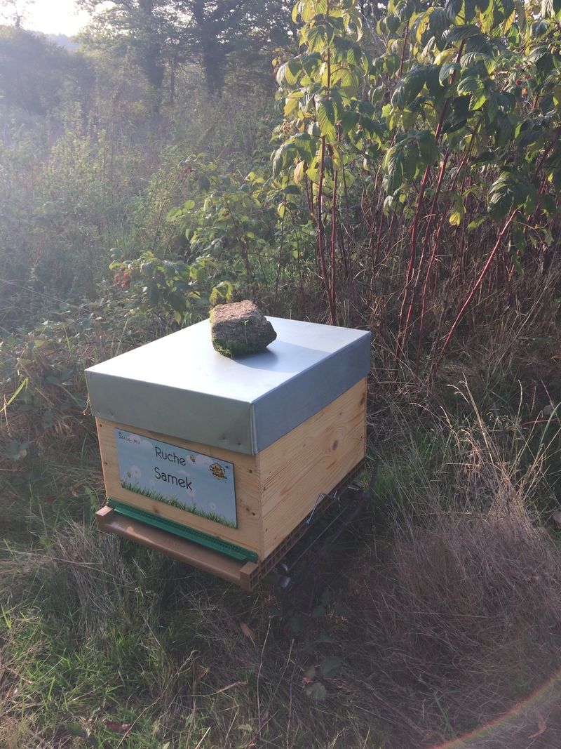 La ruche Samek