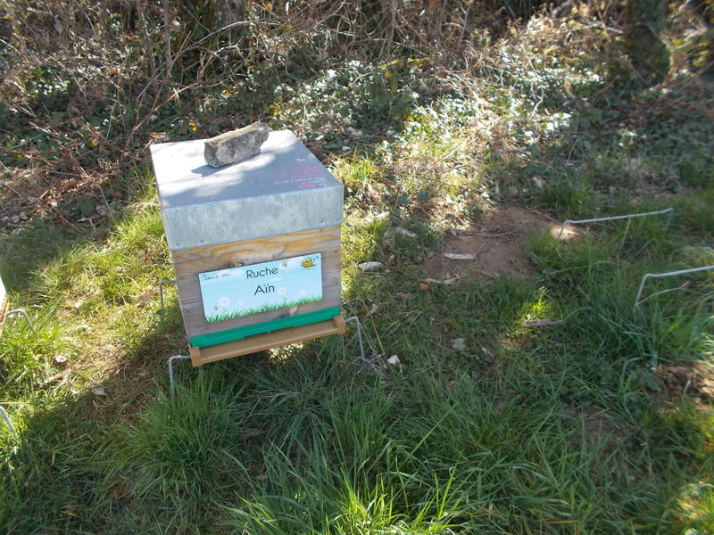 La ruche Aïn
