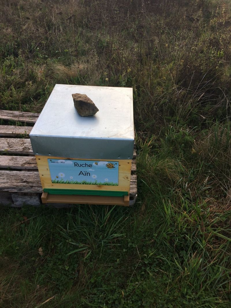 La ruche Aïn