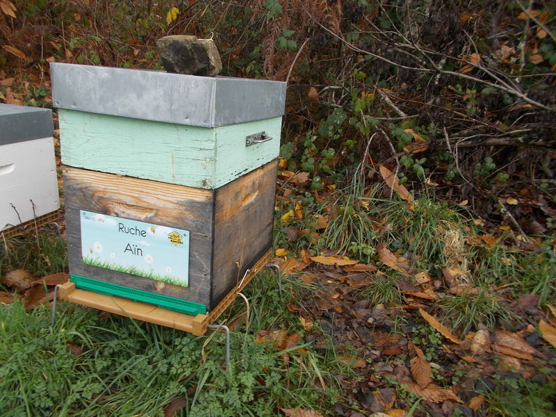 La ruche Aïn