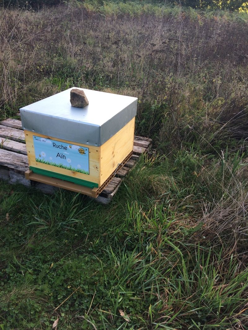 La ruche Aïn