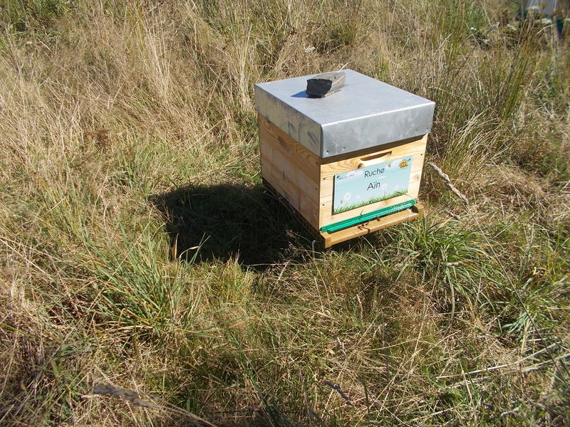 La ruche Aïn