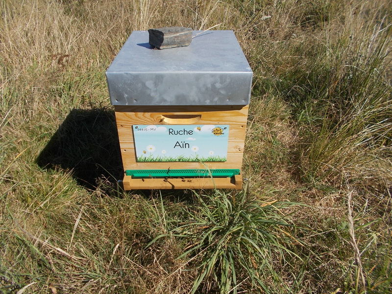 La ruche Aïn