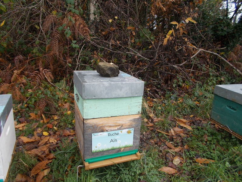La ruche Aïn