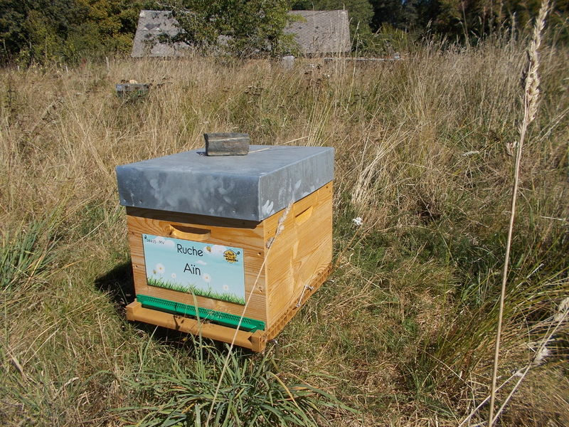 La ruche Aïn