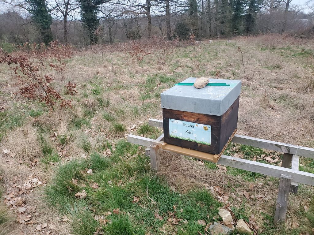 La ruche Aïn