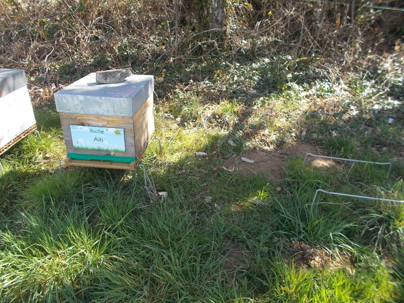 La ruche Aïn