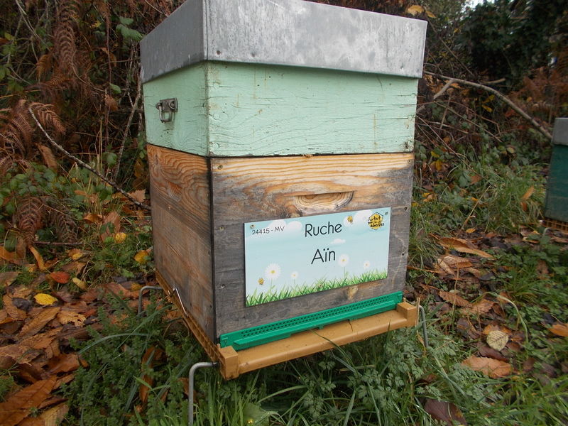 La ruche Aïn