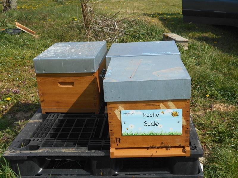 La ruche Sade