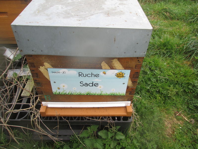La ruche Sade