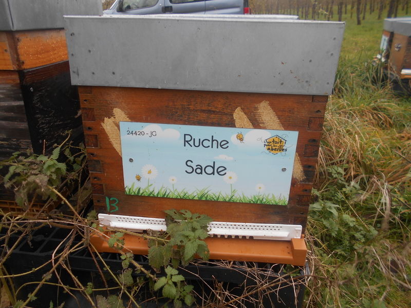 La ruche Sade