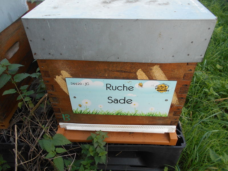 La ruche Sade
