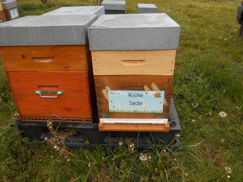 La ruche Sade
