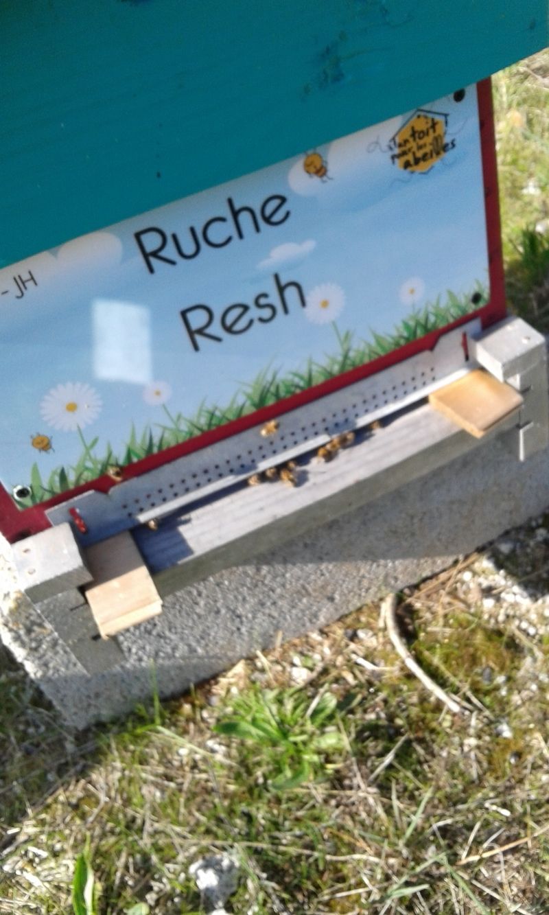 La ruche