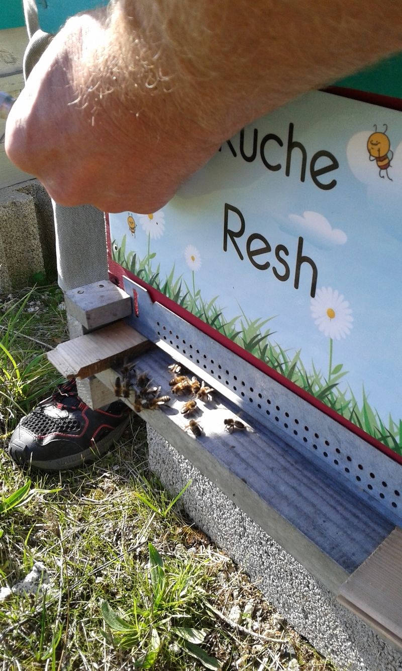 La ruche Resh