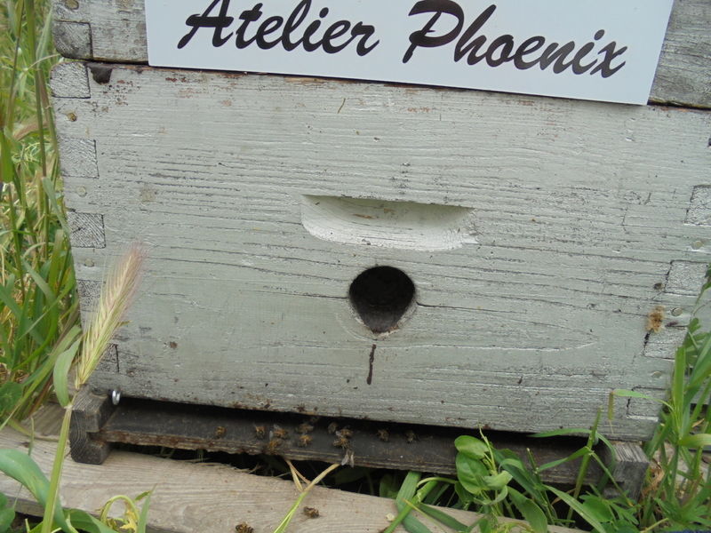 La ruche ATELIER PHOENIX