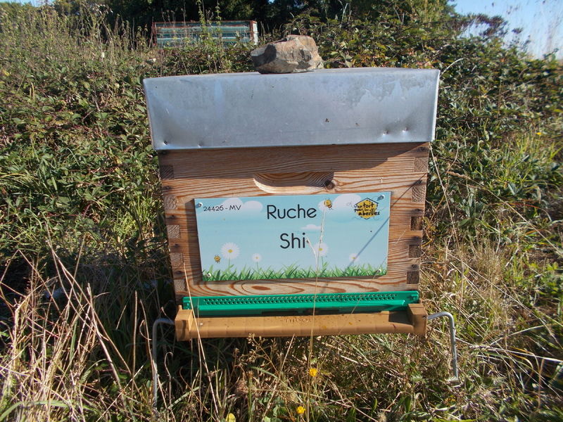 La ruche Shi