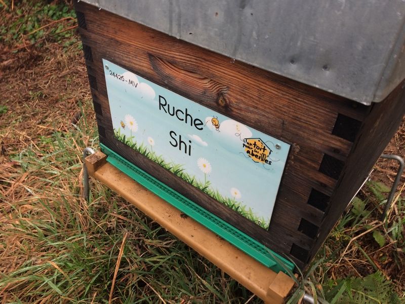 La ruche Shi