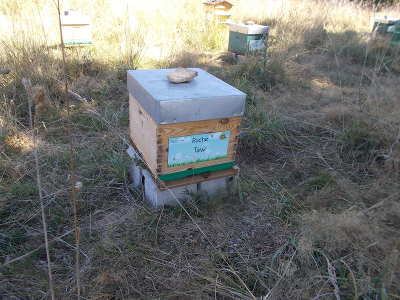 La ruche Taw