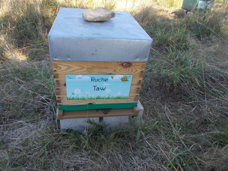 La ruche Taw