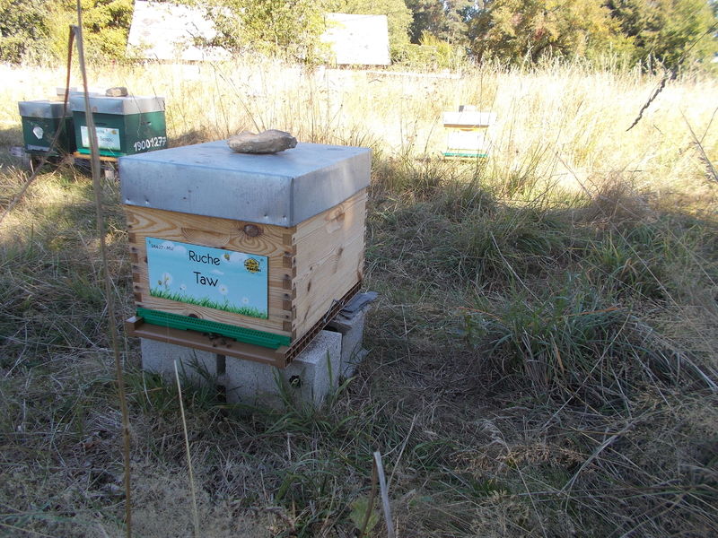 La ruche Taw