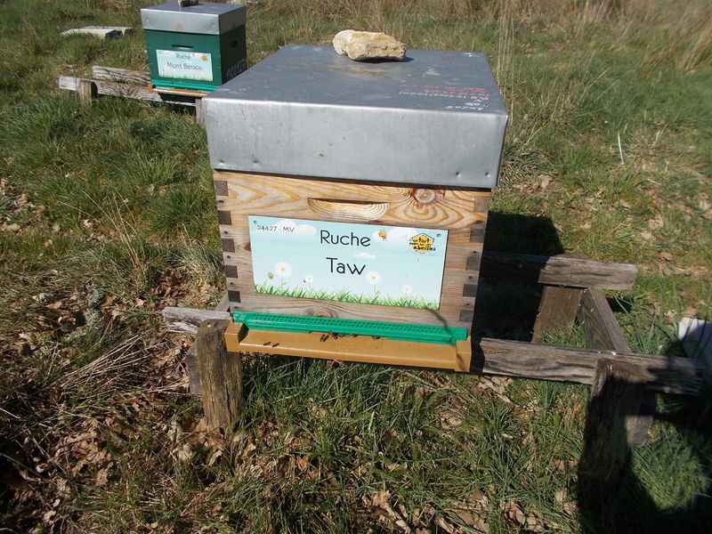 La ruche Taw