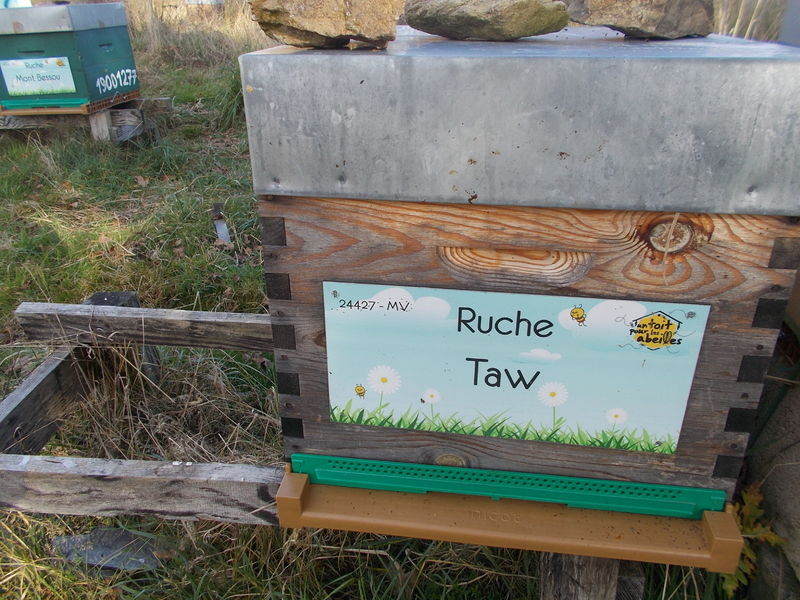 La ruche Taw