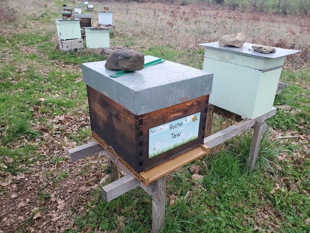 La ruche Taw
