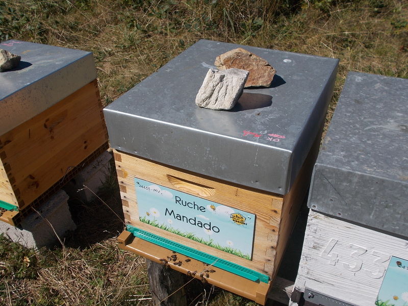 La ruche Mandado
