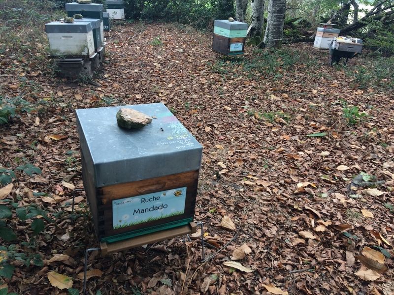 La ruche Mandado