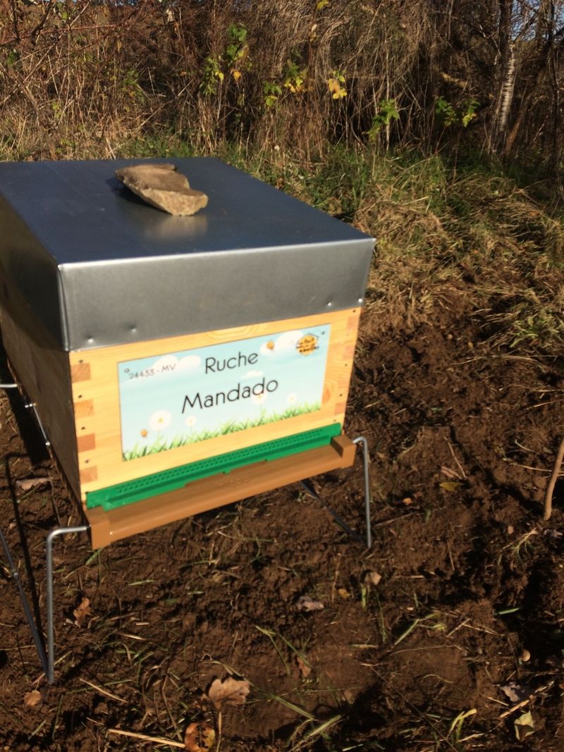 La ruche Mandado