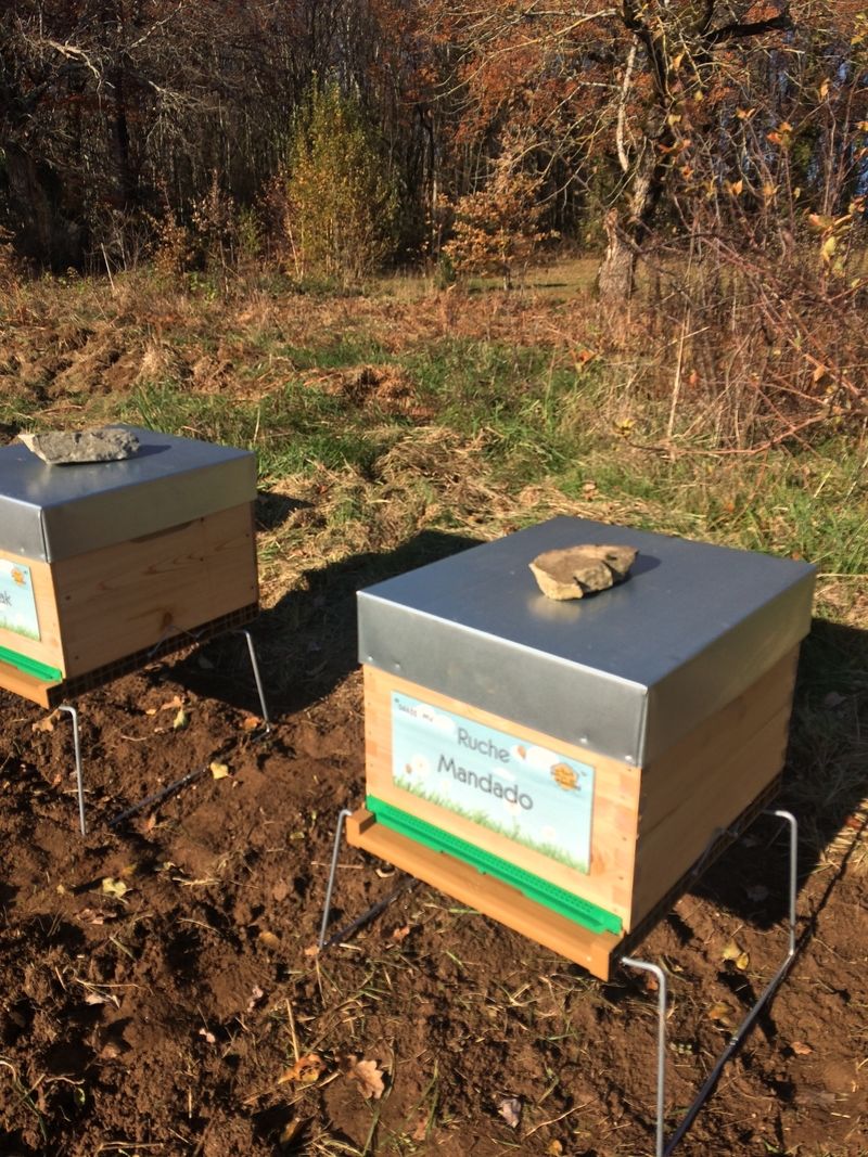 La ruche Mandado