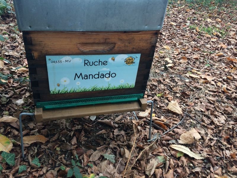 La ruche Mandado