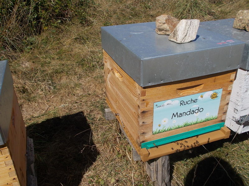 La ruche Mandado