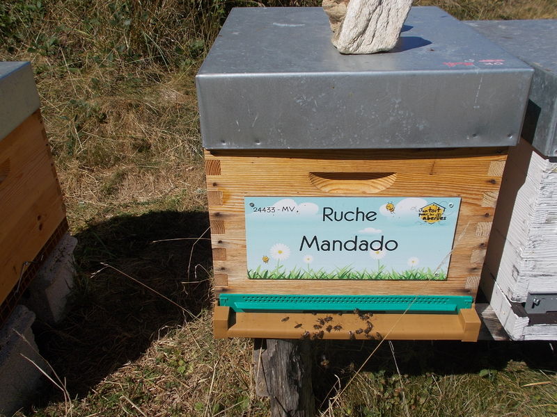 La ruche Mandado