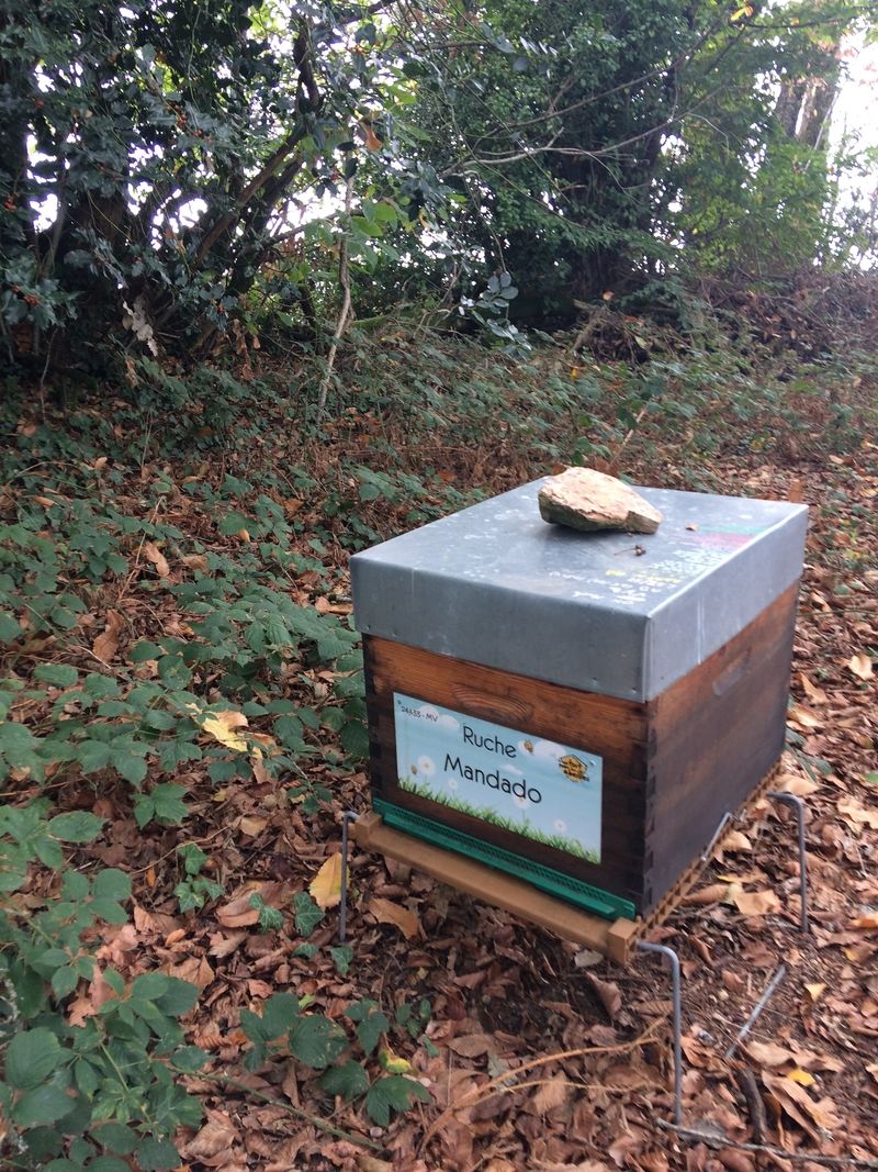 La ruche Mandado
