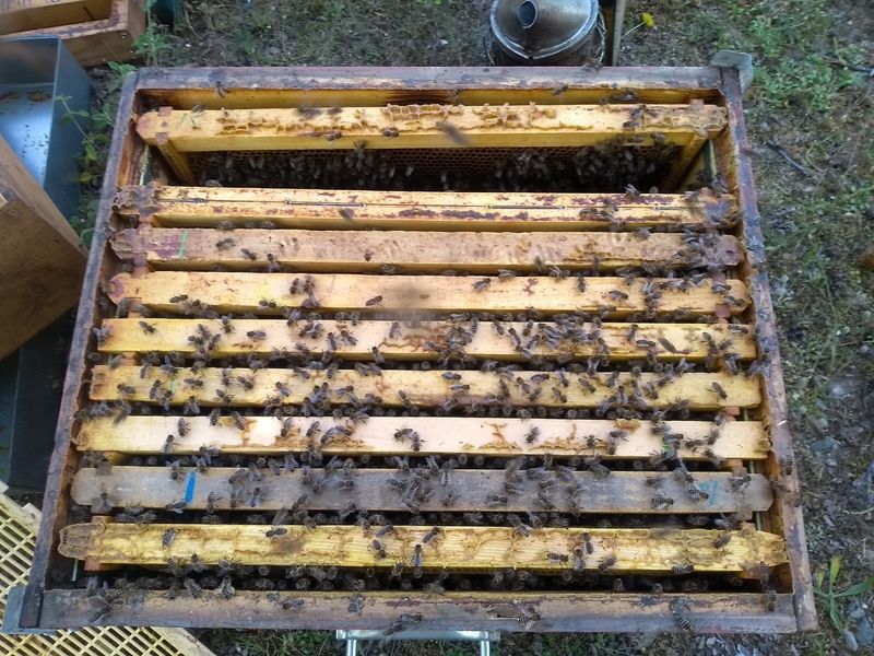 La ruche Burraccia 