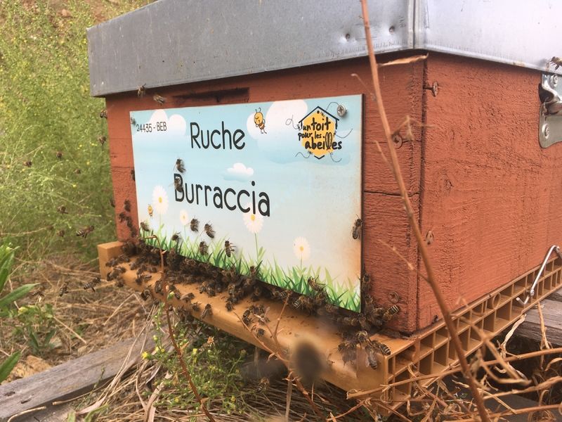 La ruche Burraccia 