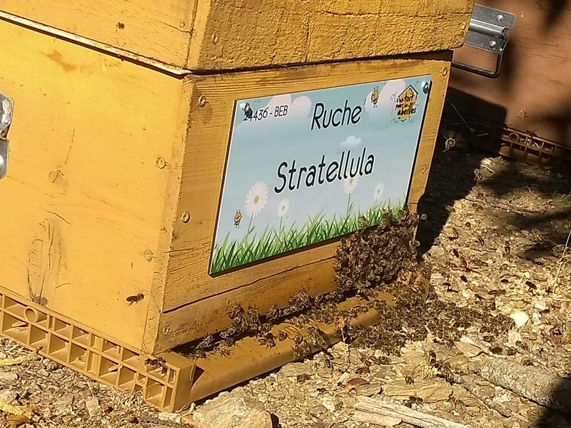 La ruche Stratellula