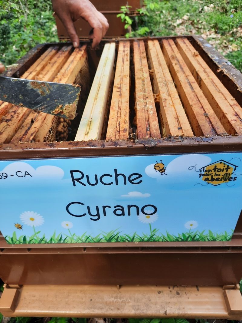 La ruche