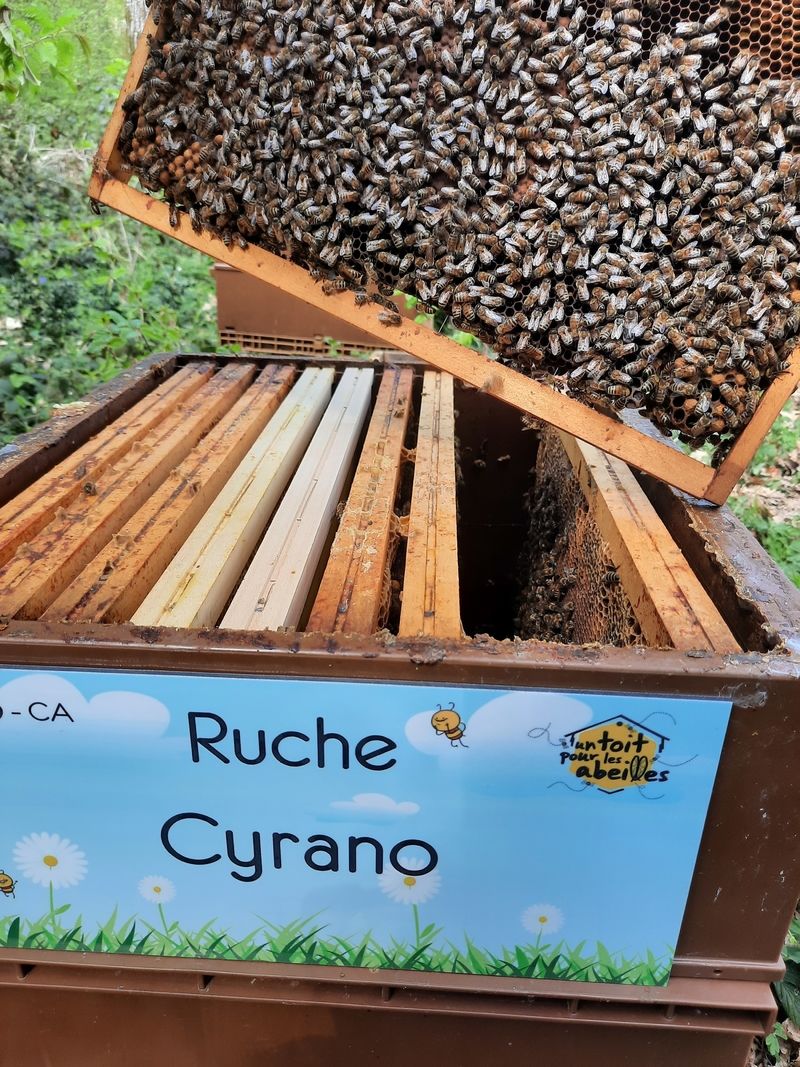 La ruche Cyrano