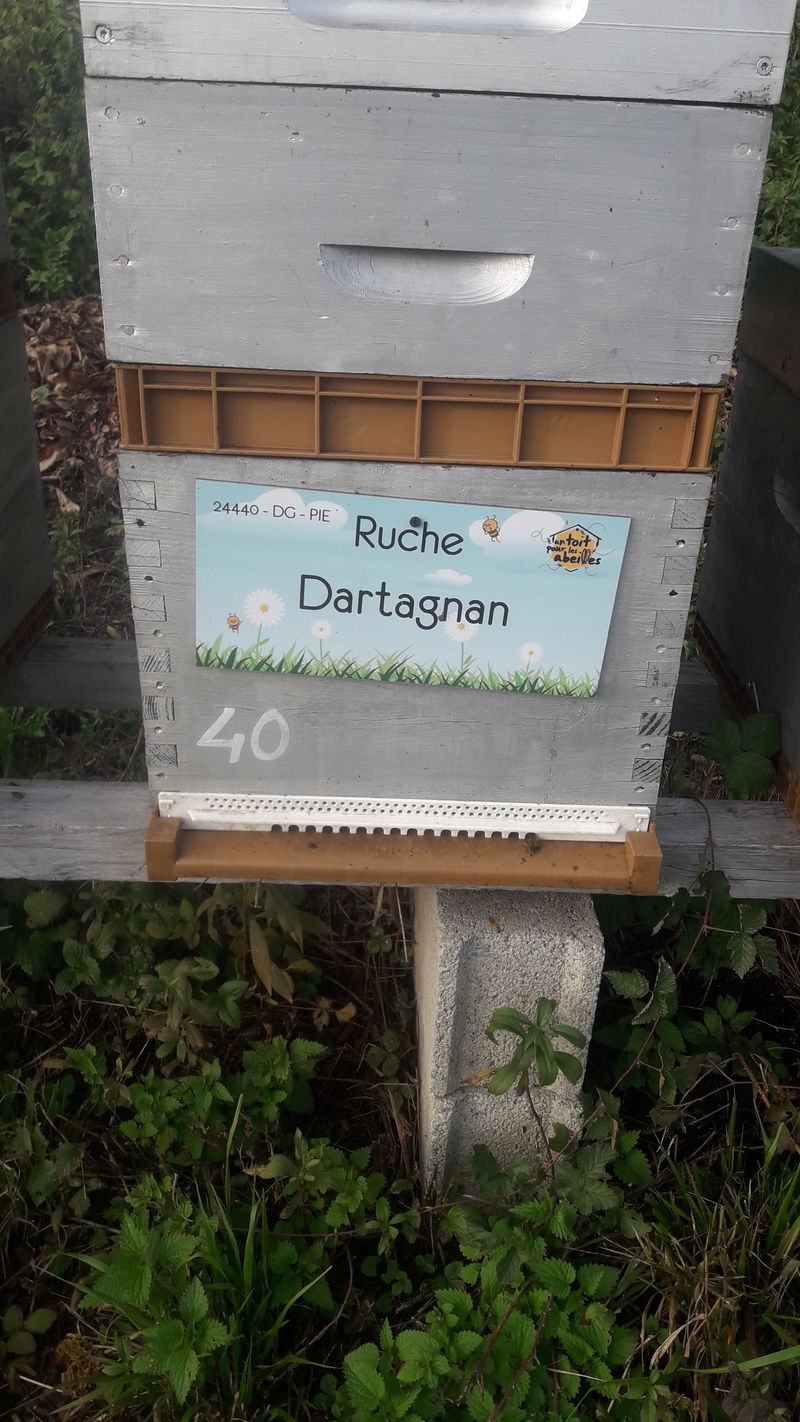 La ruche Dartagnan