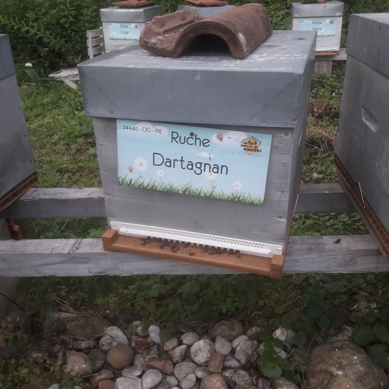 La ruche Dartagnan