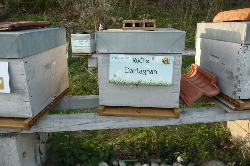La ruche Dartagnan