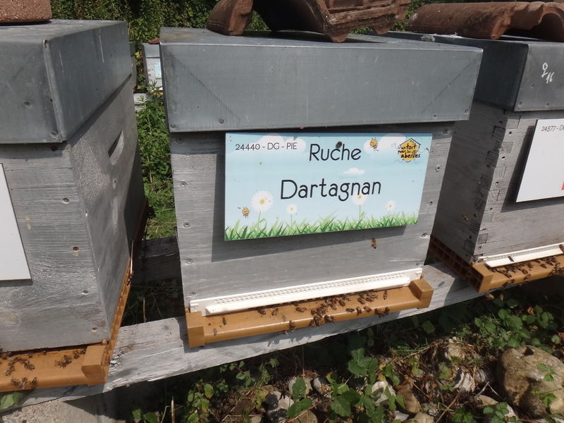 La ruche Dartagnan